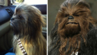 É um cão ou estou vendo o Chewbacca, personagem de Star Wars?