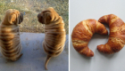 Filhotes de Shar Pei ou croissants?