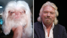 Será que esse cão é tão bilionário quanto seu sósia, Richard Branson?