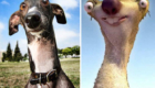 O Galgo Inglês que pé a cara do Sid, de A Era do Gelo.