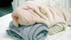 Esse Shar Pei é tão fofo que até parece uma toalha.