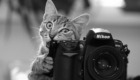 gato_Fotografo