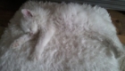gatos-camuflagem-dormindo