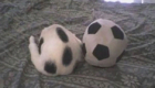 gatos-camuflagem-futebol