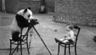 panda_fotografo