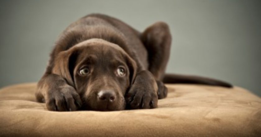 Tudo sobre cachorros