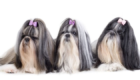 Shih Tzu: uma raça que agrada vários tipos de perfis.