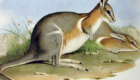Wallaby-rabo-de-prego-crescente: Do tamanho de uma lebre, desapareceu em 1956 por conta de um novo predador na Austrália: a raposa.