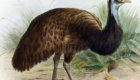 Emu-negro ou The King Island Emu: Foi extinto ainda no século XIX (1822), devido à ação de colonizadores. Habitava uma ilha australiana, a King Island.