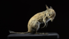 Bandicoot-pés-porco: Marsupial originário do interior da Austrália, desapareceu nos anos 50, mas a causa de extinção permanece indefinida, uma vez que os relatos dos próprios habitantes afirmam que, mesmo antes da colonização europeia, o animal já era raro.