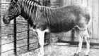 Quagga: Semelhante a uma zebra, se distinguia pelas listras só numa parte do corpo. Habitava a África do Sul e desapareceu por conta da caça. A última foto de uma quagga selvagem foi tirada em 1870 e, em 1883, morreu a última mantida em cativeiro.