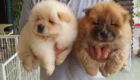 Chow-chow com carinha de urso