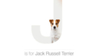 Jack Russell Terrier