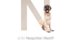 Mastiff Napolitano