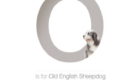 Old english sheepdog