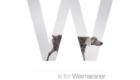 Weimaraner
