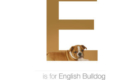 Bulldog Inglês