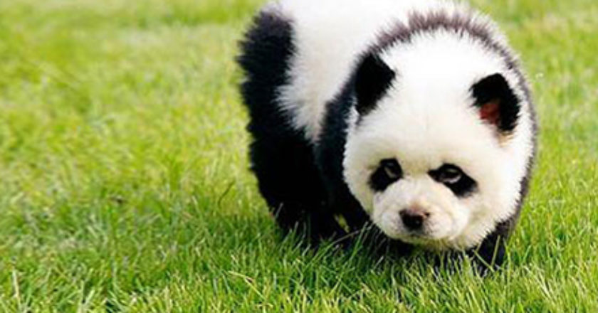 Bored Panda