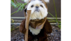 Um Ewok fofo demais!