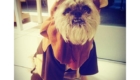 Mais um Ewok para fazer companhia no dia a dia