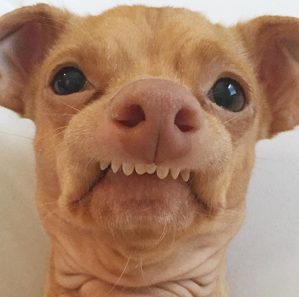Conheça Tuna, o cachorro ‘dentuço’ que faz sucesso na internet - PetMag