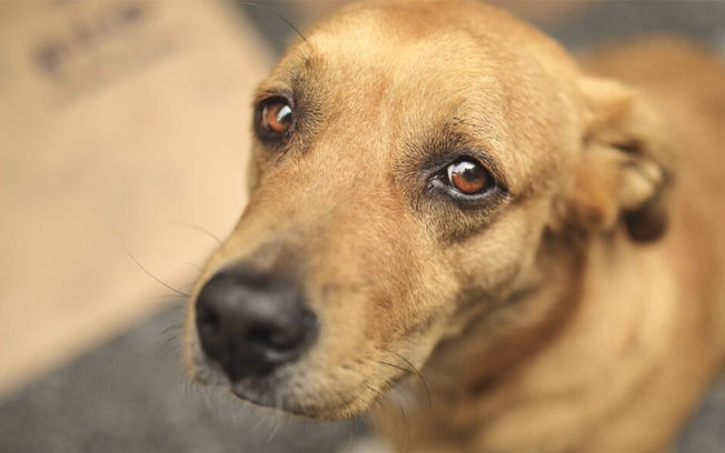 Como denunciar maus-tratos ou abandono de animais de forma anônima?