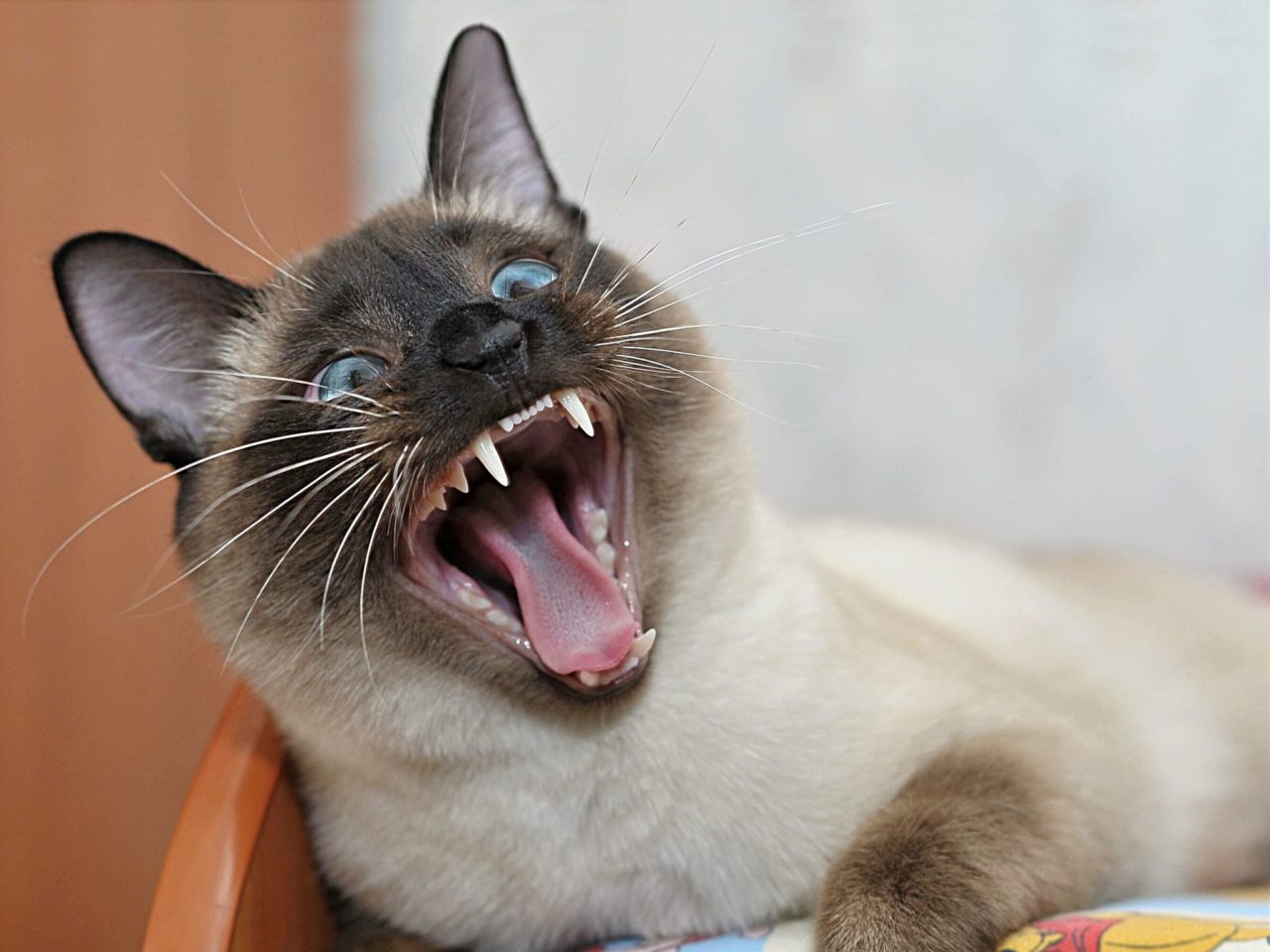 Mau H lito Em C es E Gatos O Conhecido Bafo De Urubu PetMag
