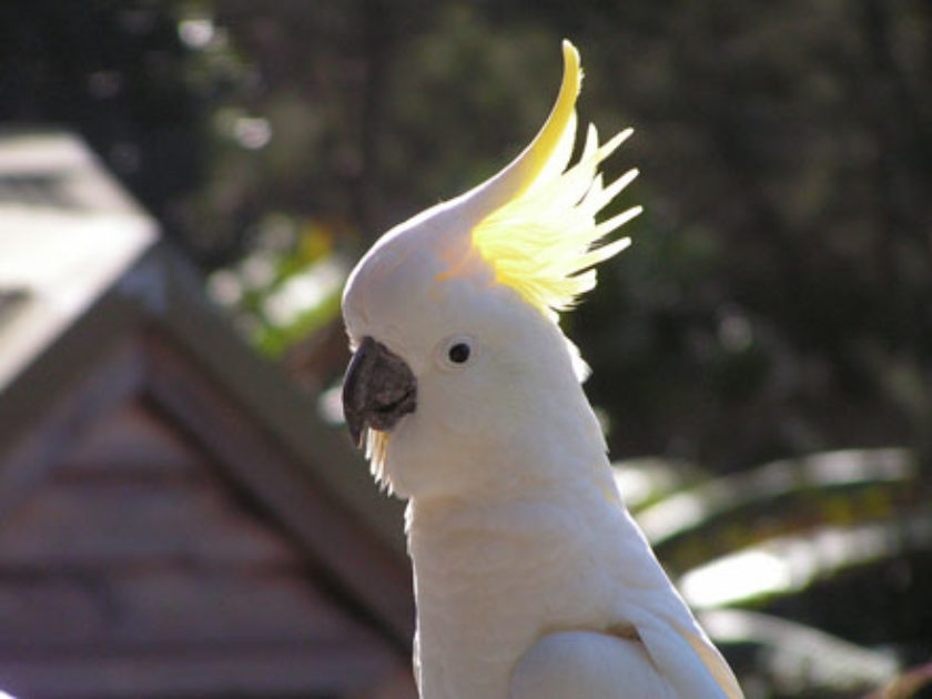 Cacatua