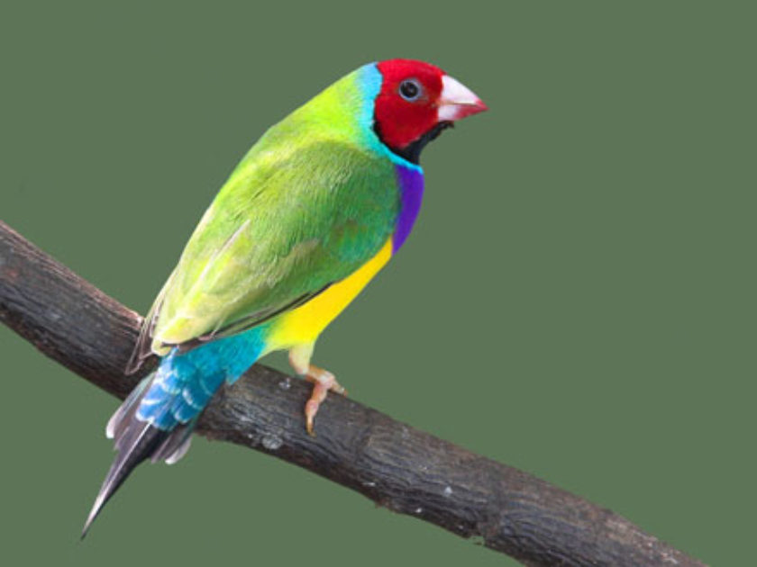 Diamante de Gould