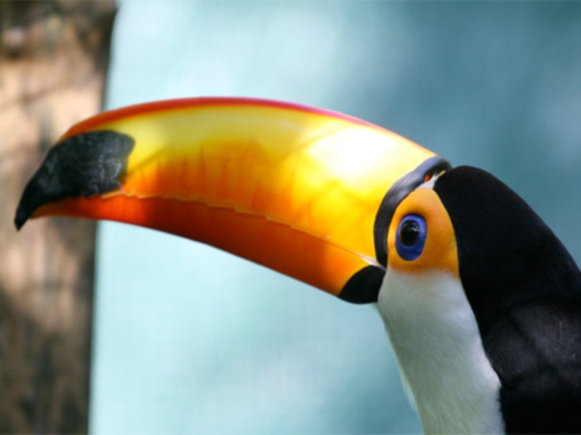 Tucano