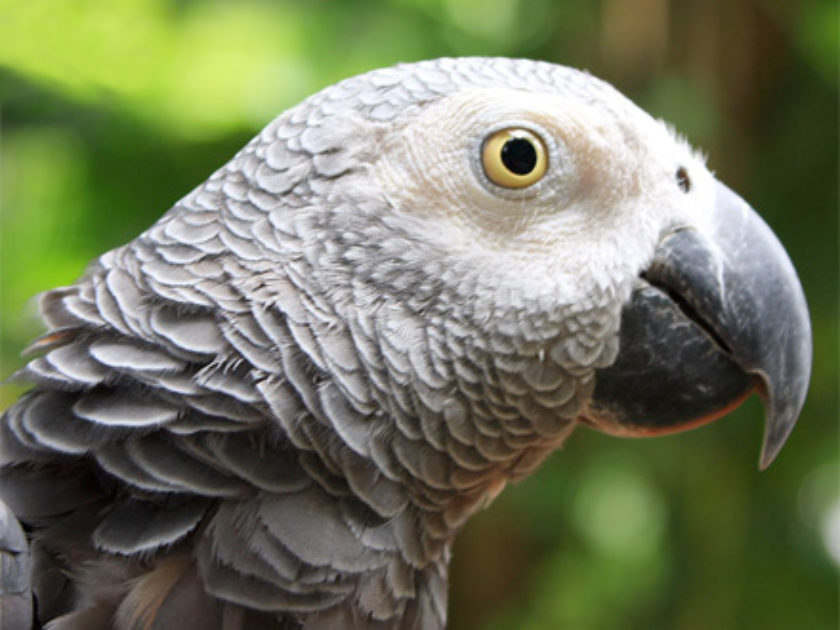 Papagaio Cinzento Africano