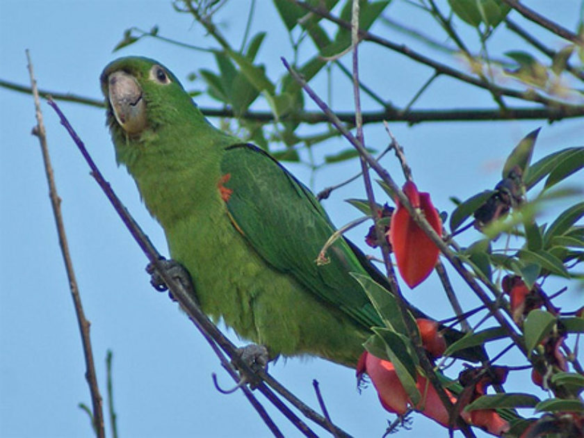 Periquito Maracanã