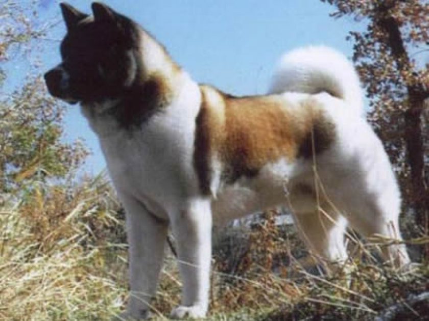 Akita