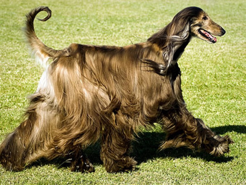 Afghan Hound