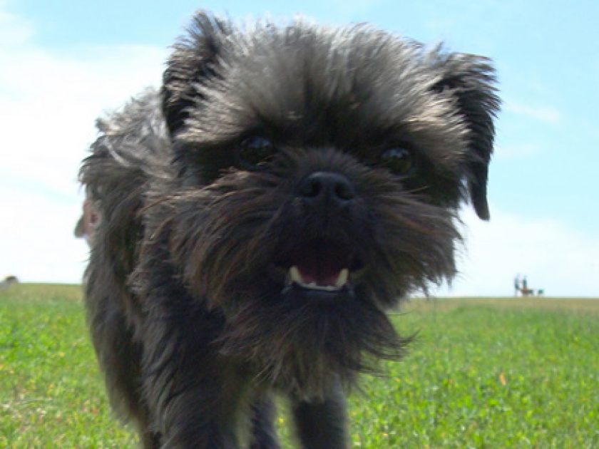 Affenpinscher