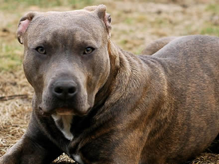 Raça American Pit Bull Terrier  - Crédito:  http://www.flickr.com/photos/hand-nor-glove/