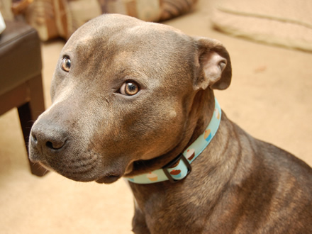 Raça American Pit Bull Terrier  - Crédito:  http://www.flickr.com/photos/disturbedfred_666/