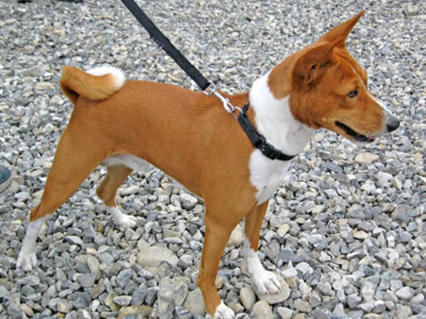 Basenji