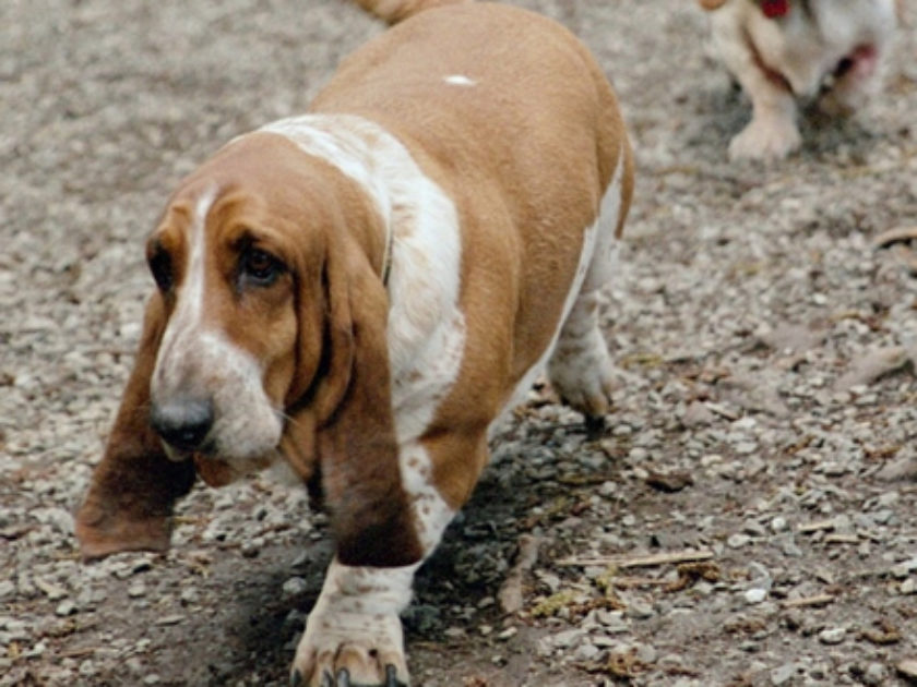 Basset Hound