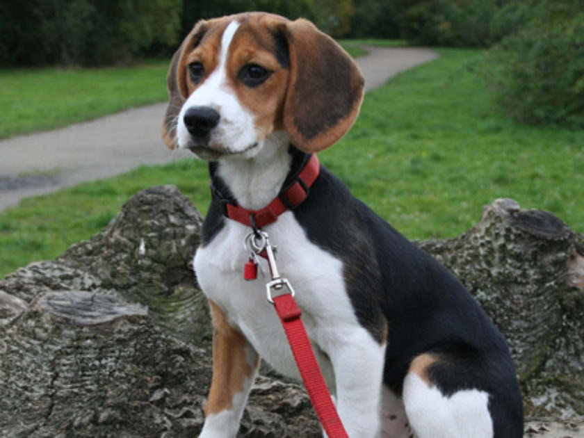 Beagle 