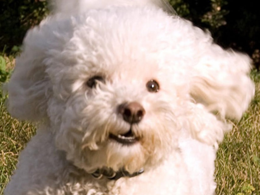 Bichon Frisé