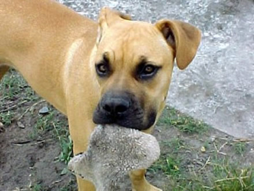 Boerboel