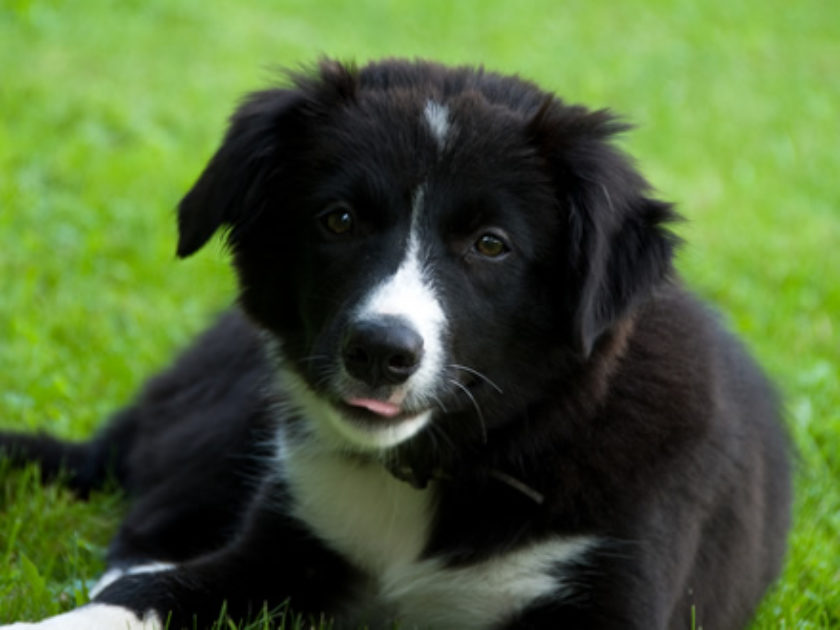 Border Collie