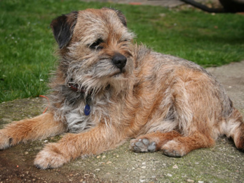 Border Terrier