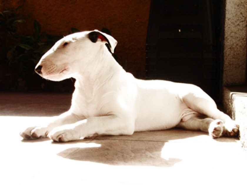 Bull Terrier