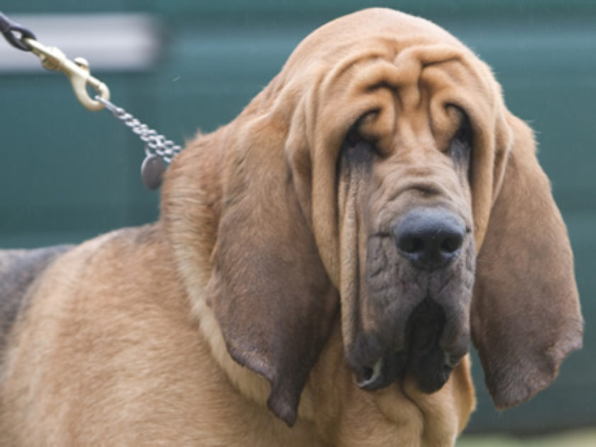 Bloodhound