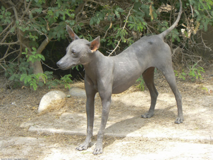 Cão Pelado Peruano Grande