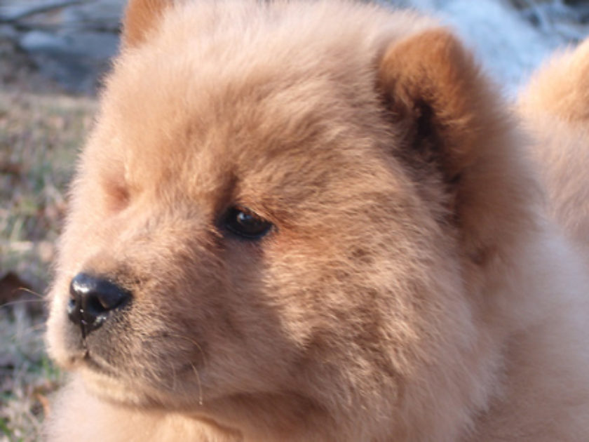 Chow Chow