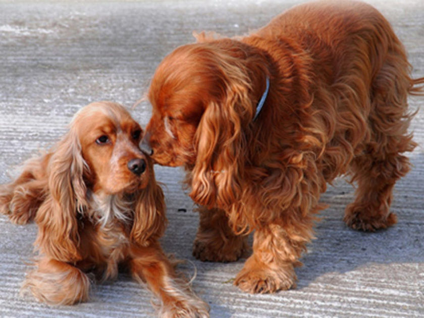 Cocker Spaniel Inglês