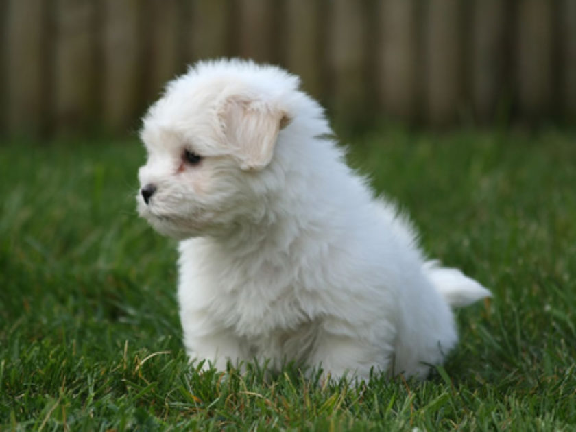 Coton de Tulear